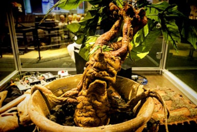 Professor Sprout's Herbology Greenhouse, Mandrake, Warner Bros. Studio Tour London
