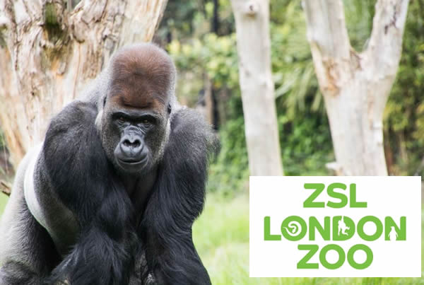 london zoo
